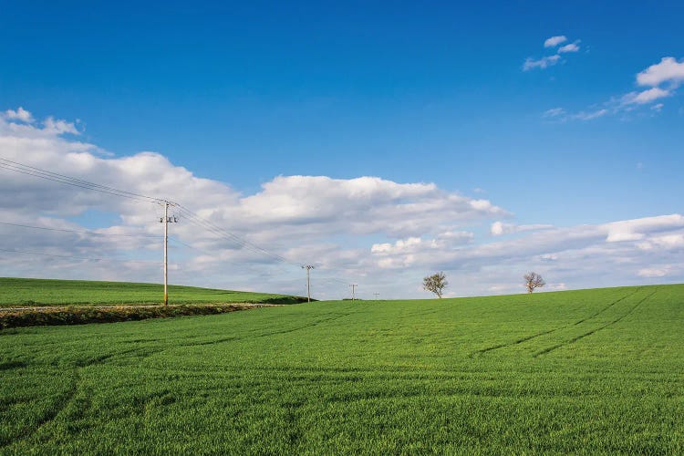 Big Green by Jon Bilous wall art