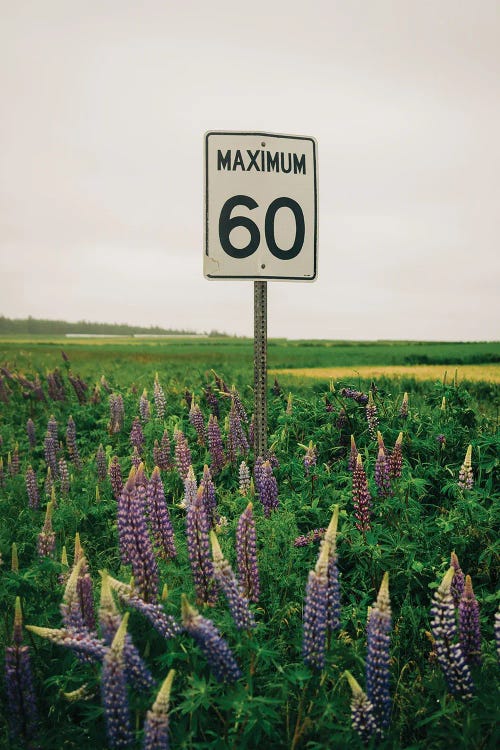 60 Max by Jon Bilous wall art