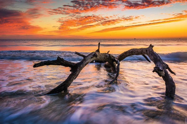 Large Coastal Art - Canvas Prints: Driftwood Beach by Jon Bilous