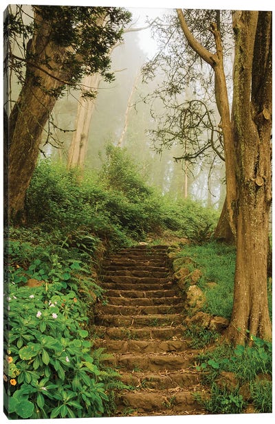 Foggy Trail, Mount Davidson Canvas Art Print - San Francisco Art