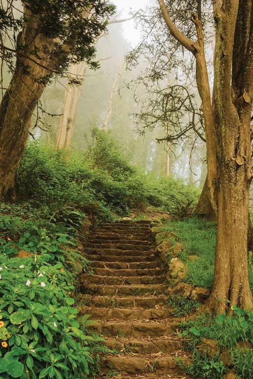 Foggy Trail, Mount Davidson by Jon Bilous wall art