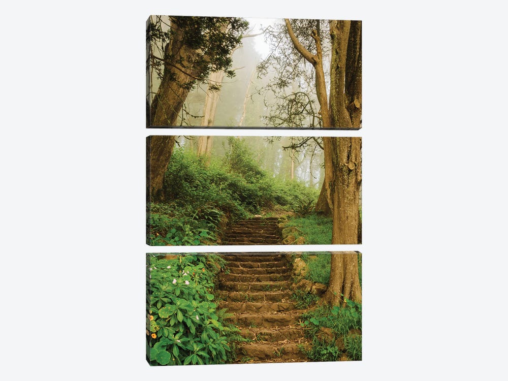 Foggy Trail, Mount Davidson by Jon Bilous 3-piece Canvas Print