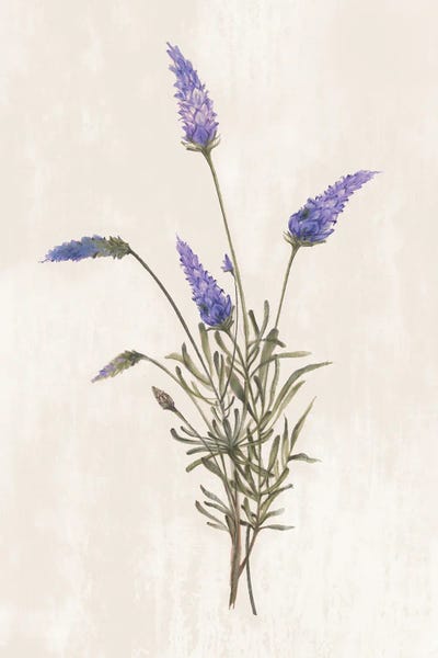 Alex Black: Wild Botanical I by Alex Black