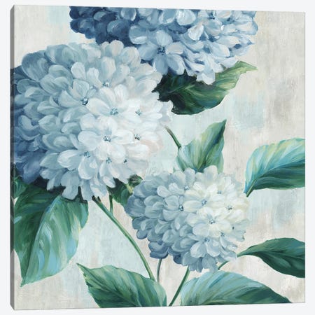 Blue Hydrangea Blooms I Canvas Print #BLK3} by Alex Black Canvas Print