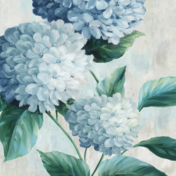 Shabby Chic Décor: Blue Hydrangea Blooms I by Alex Black
