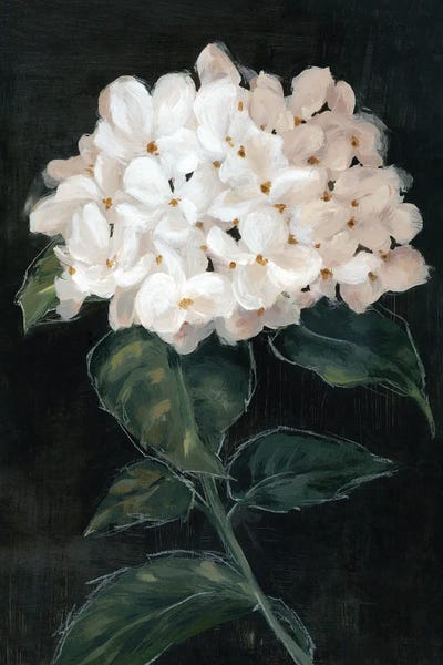 Hydrangeas: White Blossoms On Dark Canvas I by Alex Black