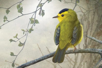 Keeping An Eye Out On A Branch