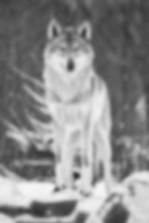Blurred Désert