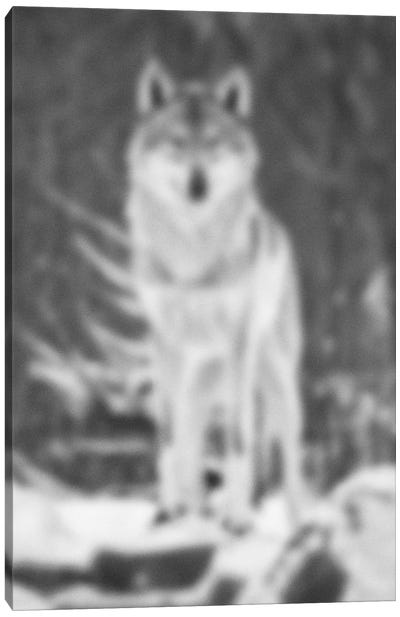 Blurred Désert Canvas Art Print - Wolf Art