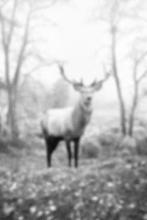 Blurred Le Cerf