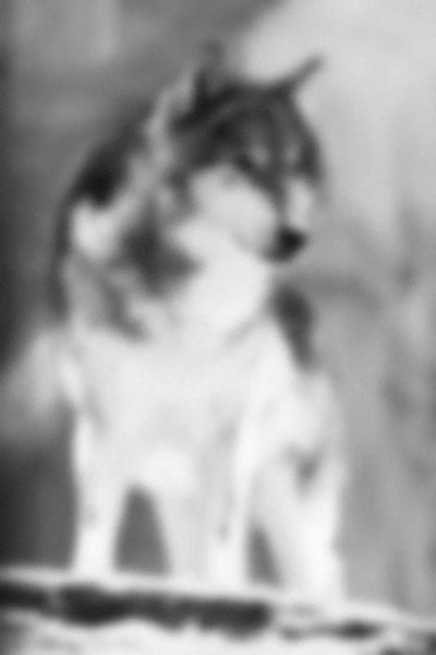 Blurred Loup by 5by5collective canvas print