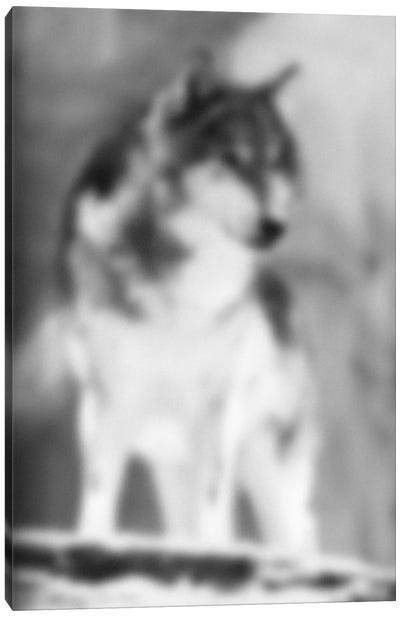 Blurred Loup Canvas Art Print - Black & White Animal Art