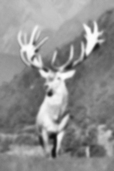 Blurred Ongulé