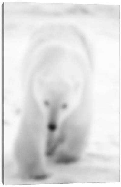 Blurred Blanc Canvas Art Print - Polar Bear Art