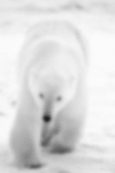 Polar Bears: Blurred Blanc by 5by5collective