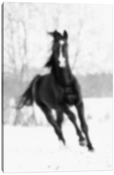 Blurred Cheval Canvas Art Print - Horse Art