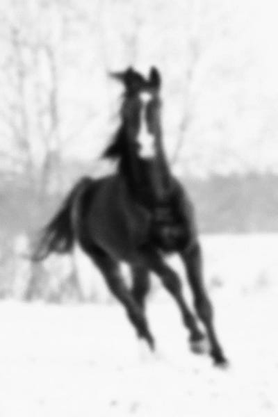 Blurred Cheval