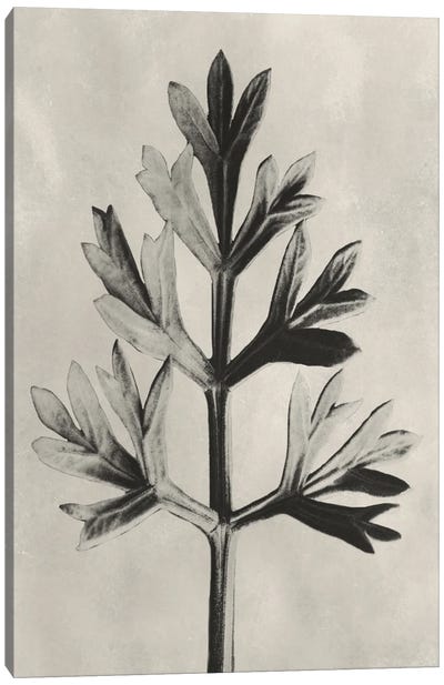 Blossfeldt Botanical I Canvas Art Print