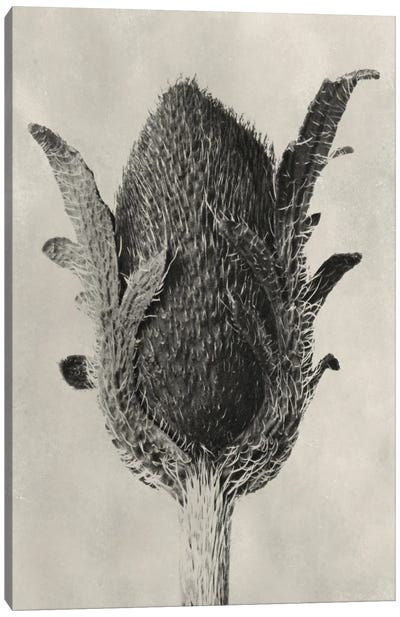 Blossfeldt Botanical VI Canvas Art Print