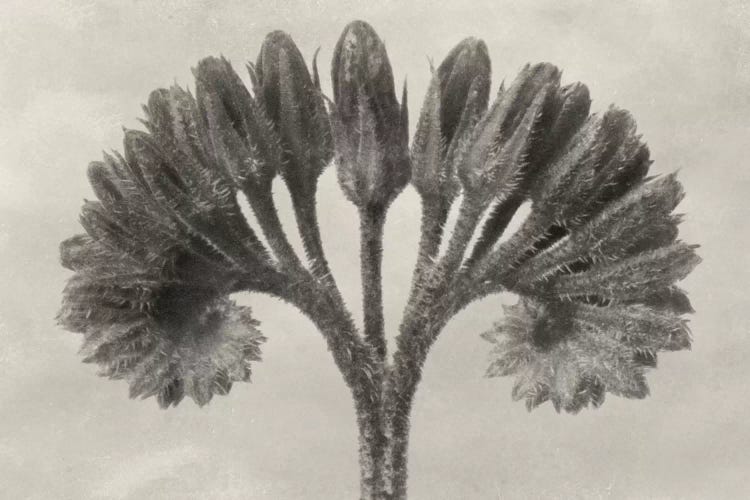 Blossfeldt Botanical VII by Karl Blossfeldt wall art