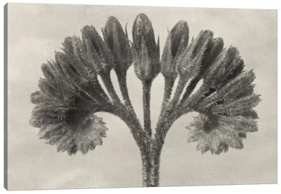 Blossfeldt Botanical VII Canvas Art Print