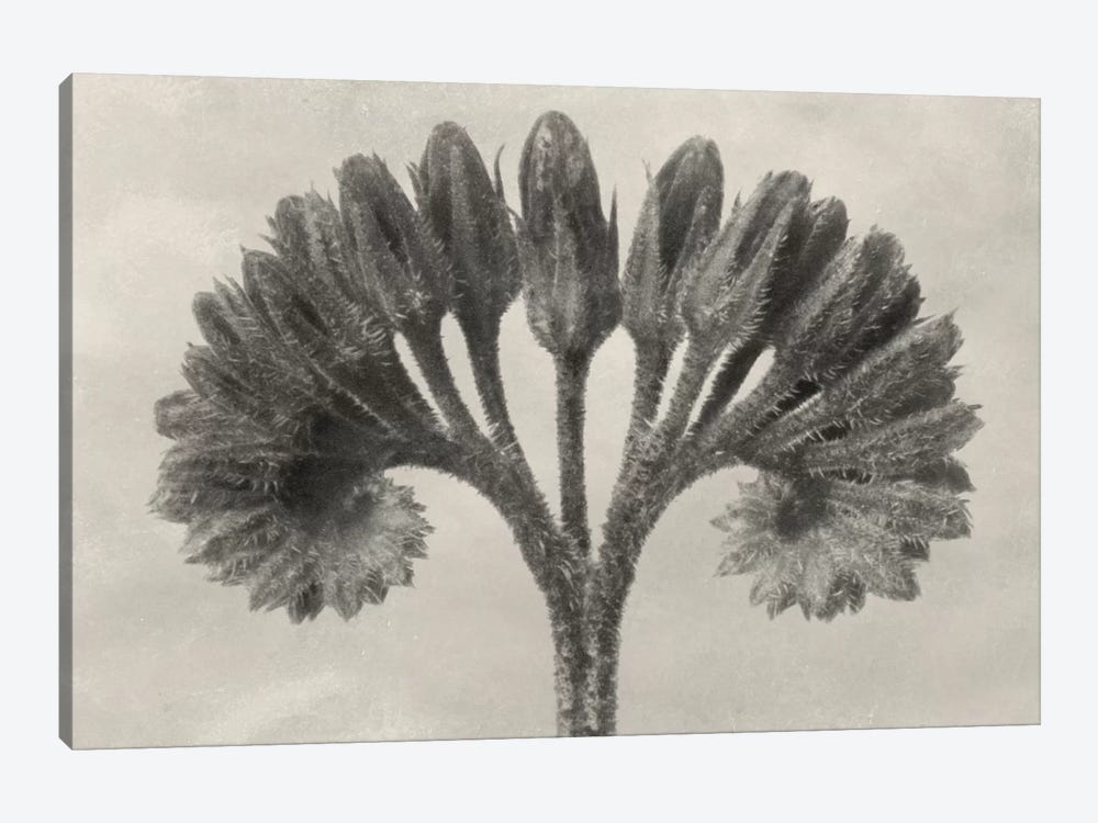 Blossfeldt Botanical VII by Karl Blossfeldt 1-piece Art Print