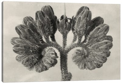 Blossfeldt Botanical VIII Canvas Art Print
