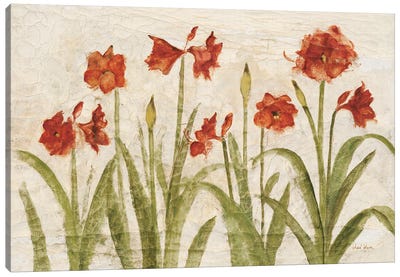 Row of Red Amaryllis Light Canvas Art Print