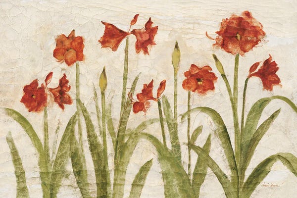 Amaryllis
