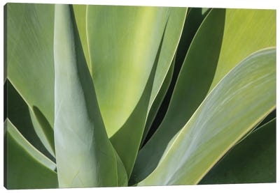 Aloe I Canvas Art Print