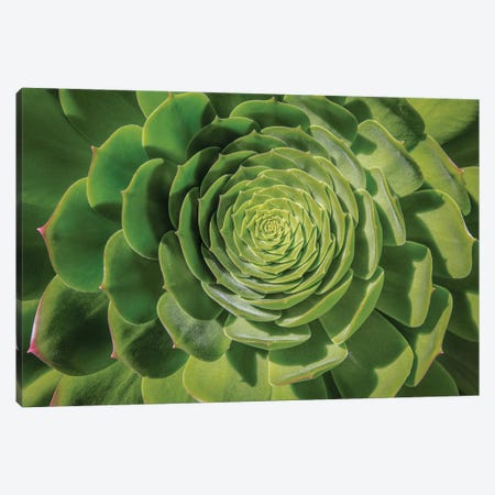 Green Succulent Spiral Canvas Print #BMA3} by Barbara Markoff Canvas Art