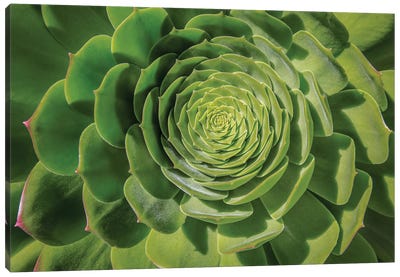 Green Succulent Spiral Canvas Art Print