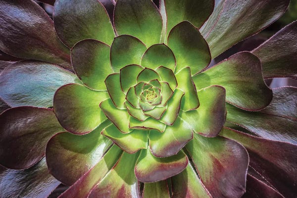 Pineapples: Black Rose by Barbara Markoff