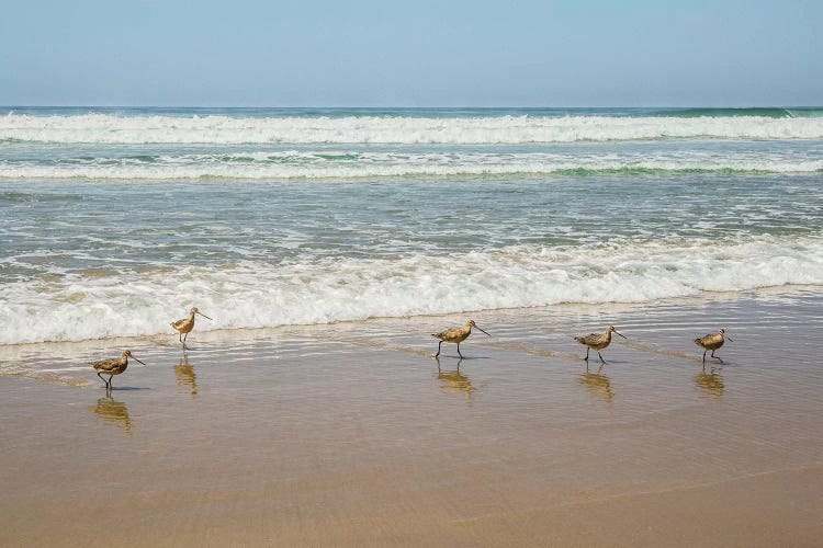 Birds at La Jolla Shores