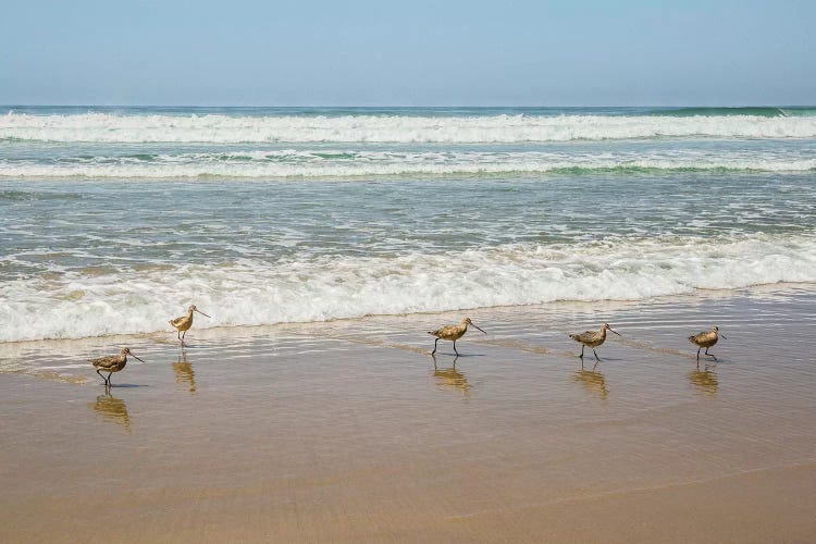 Birds at La Jolla Shores