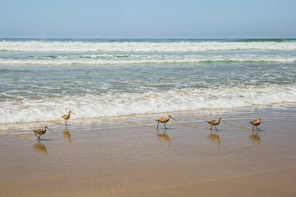 Birds at La Jolla Shores