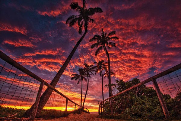 Fine Art Print: Palm Shilouettes by Ben Mulder