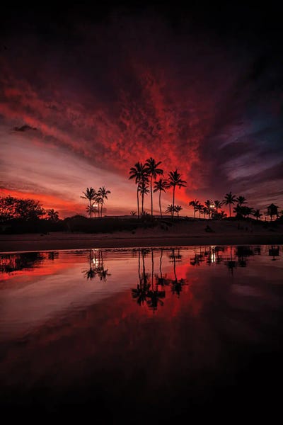 Fine Art Print: Palm Beach by Ben Mulder
