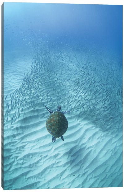 Turtle's Journey Canvas Art Print - Underwater Art