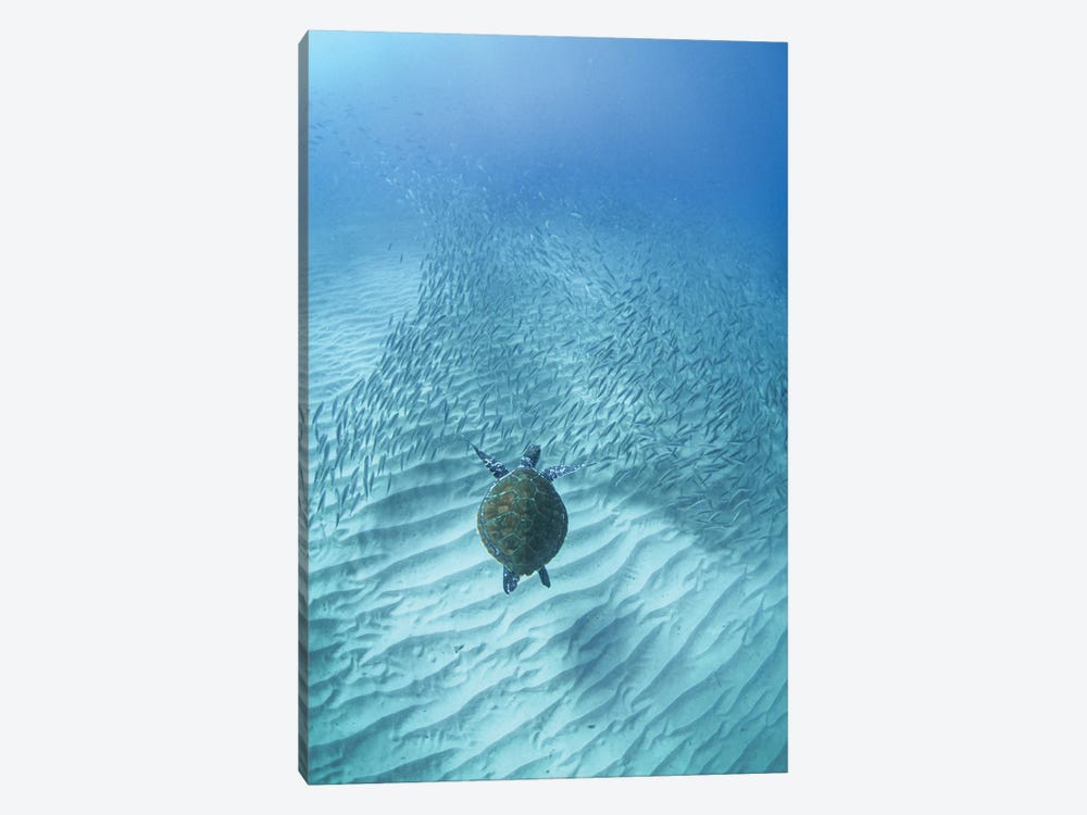 Turtle's Journey by Ben Mulder 1-piece Canvas Print
