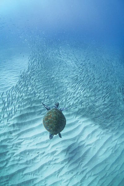 Ben Mulder: Turtle's Journey by Ben Mulder