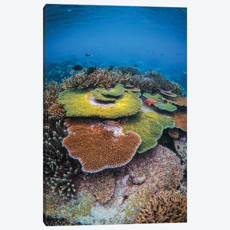 Colors Of The Reef Canvas Print #BML122} by Ben Mulder Canvas Wall Art