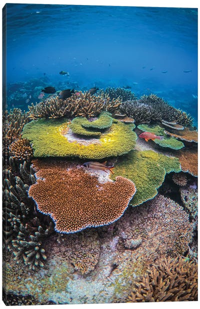Colors Of The Reef Canvas Art Print - Underwater Art