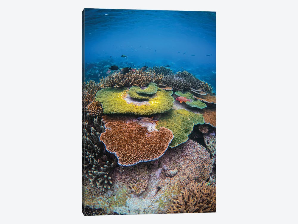 Colors Of The Reef by Ben Mulder 1-piece Canvas Wall Art
