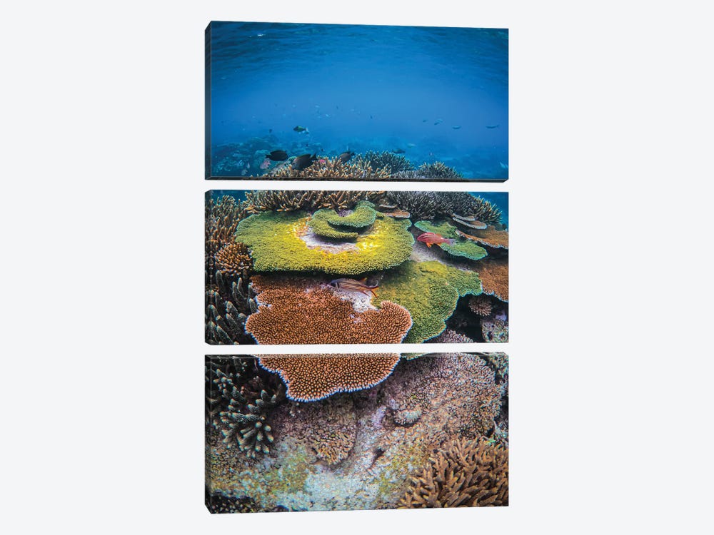 Colors Of The Reef by Ben Mulder 3-piece Canvas Art