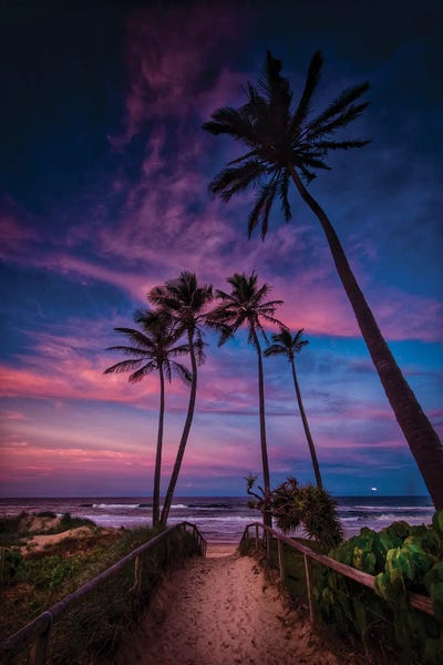 Fine Art Print: Palm Tranquility by Ben Mulder