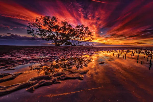 Ben Mulder: Tree Of Knowledge by Ben Mulder