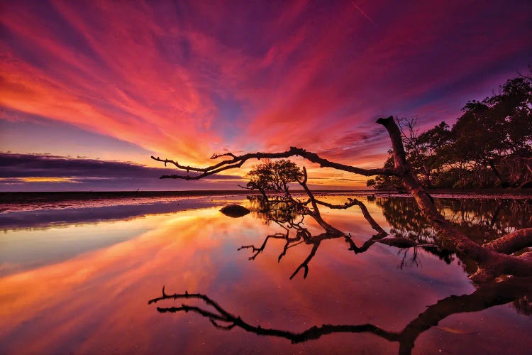 Sticks and Trees by Ben Mulder wall art