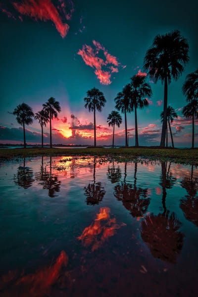 Ben Mulder: Palm Trees by Ben Mulder