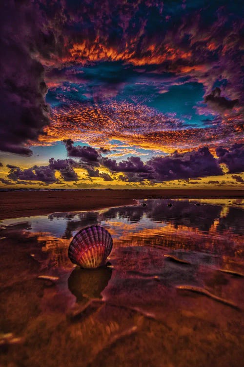 Sea Shell by Ben Mulder wall art